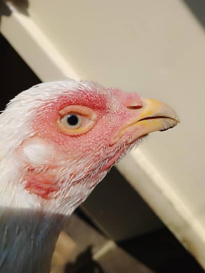 TRIO SET FOR SALE & EXCHNAGE ALSO POSSIBLE