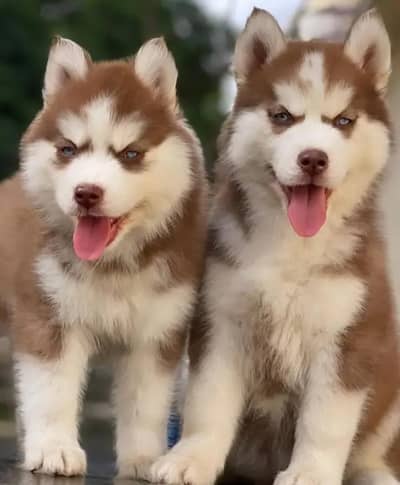 Siberian husky