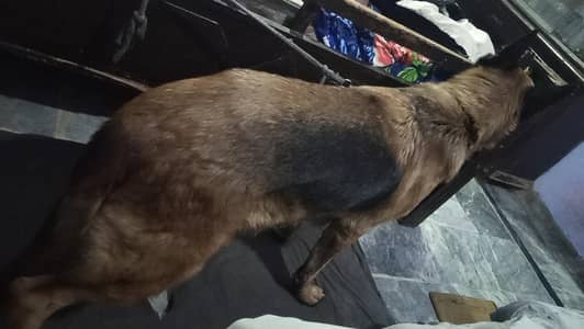 haldi active German Shepherd