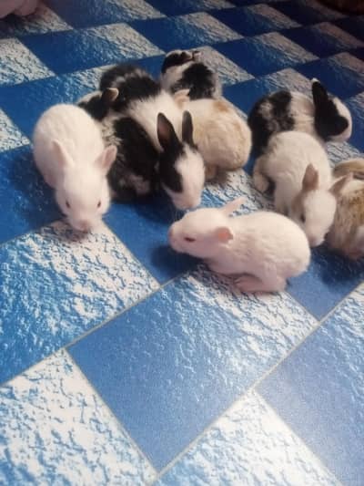 rabbit kids