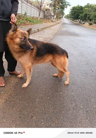 MALE GERMAN SHEPHERD DOG