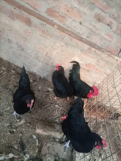 Australorp Egg laying pair