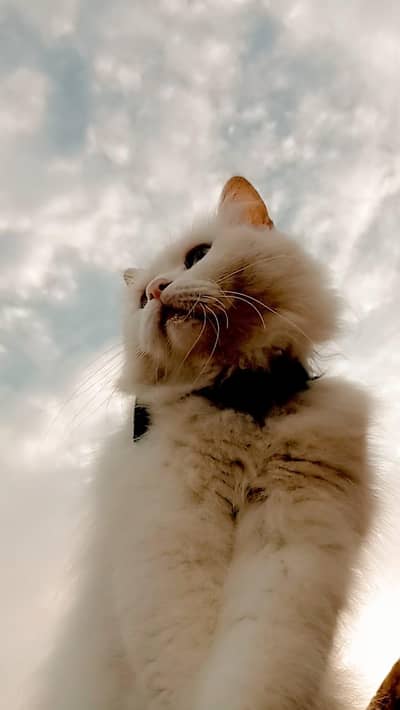 Female Persian cat