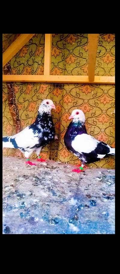Black mana breeder pair kabotar pigeons for sale