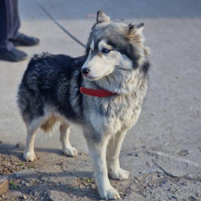Female Husky Dual Eye