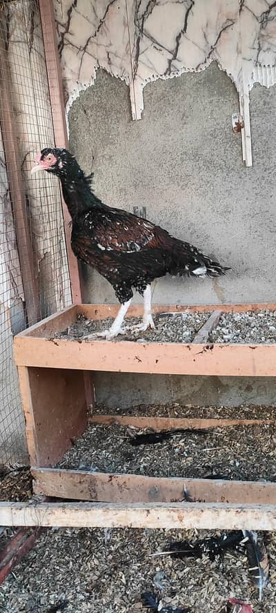 Amroha cross high quality lakhi breeder Madi available