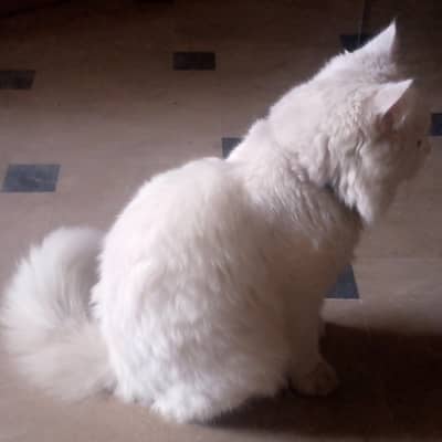 Cute kitten for sale in Pakistan/ Whole sale pet deals/COD all over