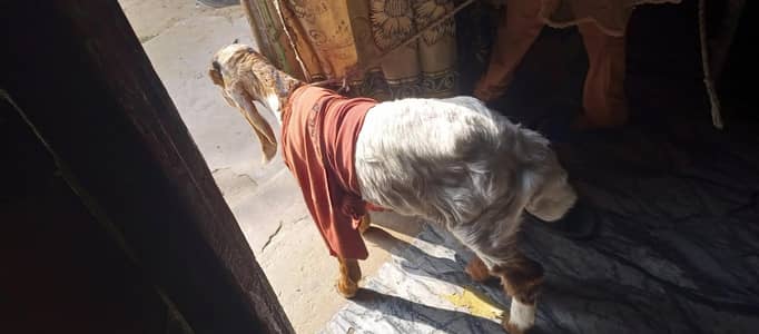 Healthy and Active Bakra