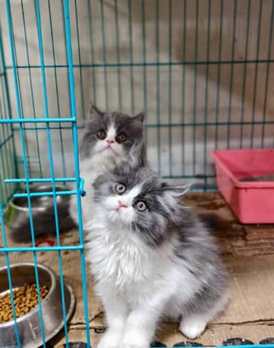 Extreme quality Persian or hamalayan pure breed triple coated  kittens