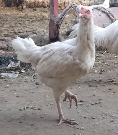aseel heera breeder pair for sale