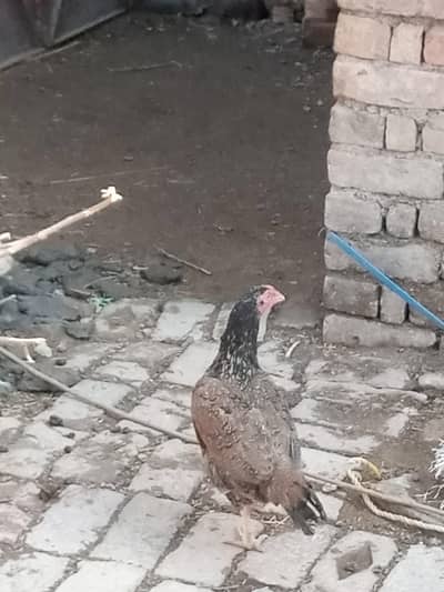 Hen For Sale  - 4 Murgiyan hain sale ka Lia