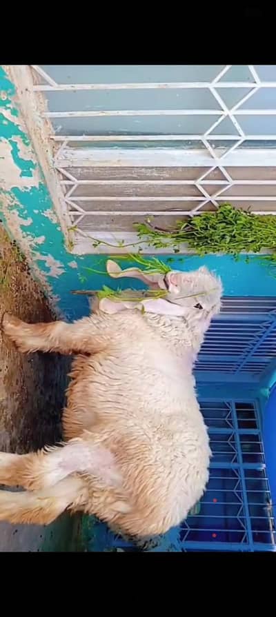 MashAllah heavy kajla