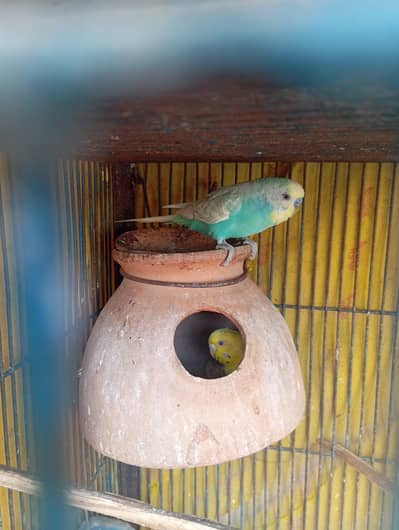 Albino Red Eyes and Rainbow  Budgies