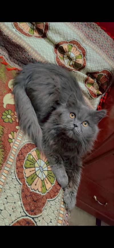 cute kitten pair available