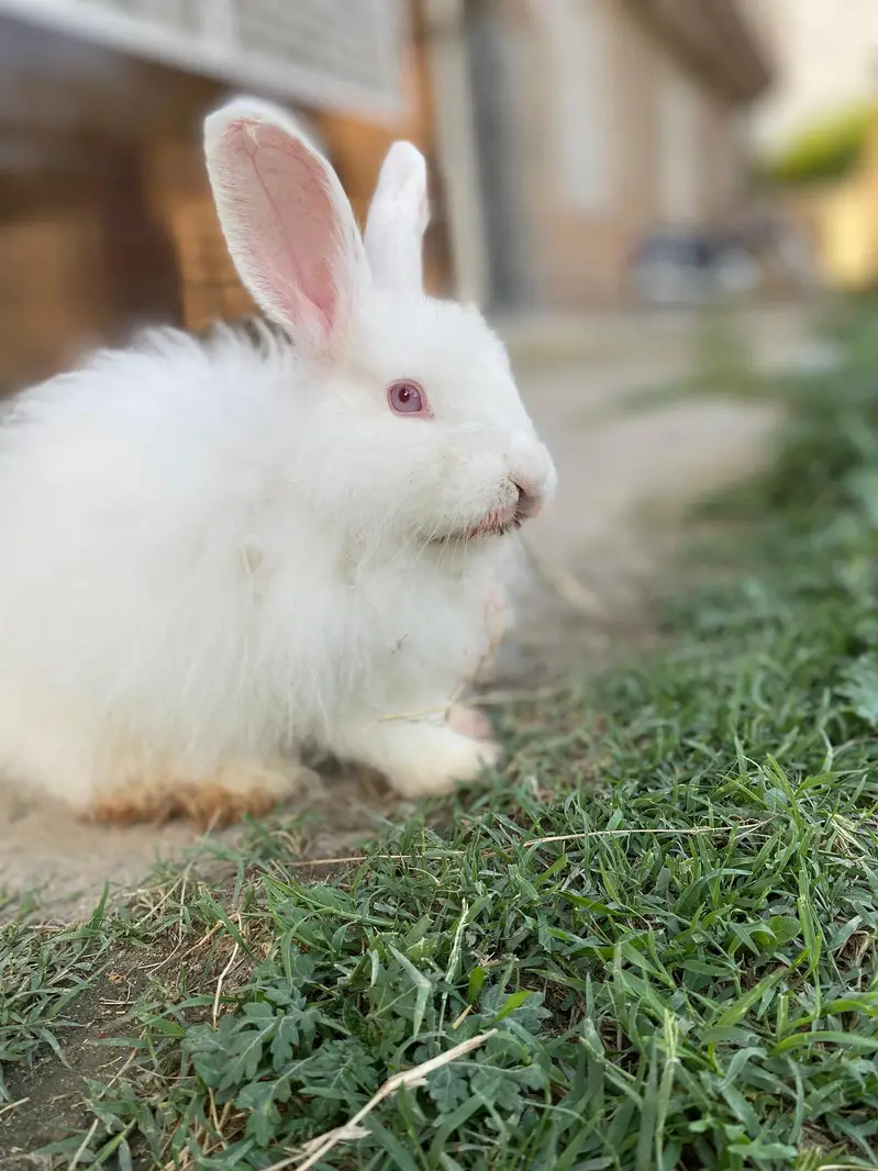 1 female Angora bunny