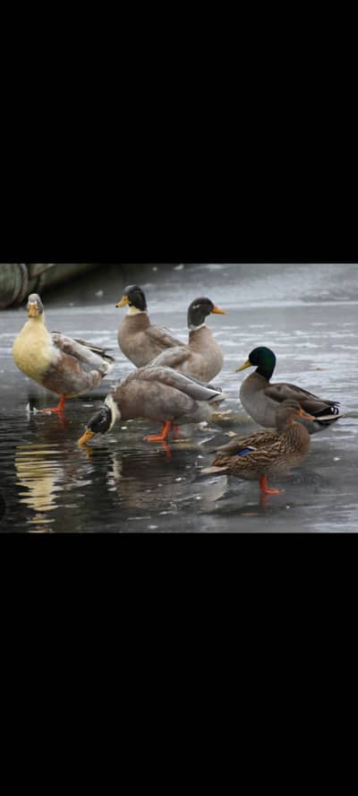 Egg laying ducks and Muscovy ducks