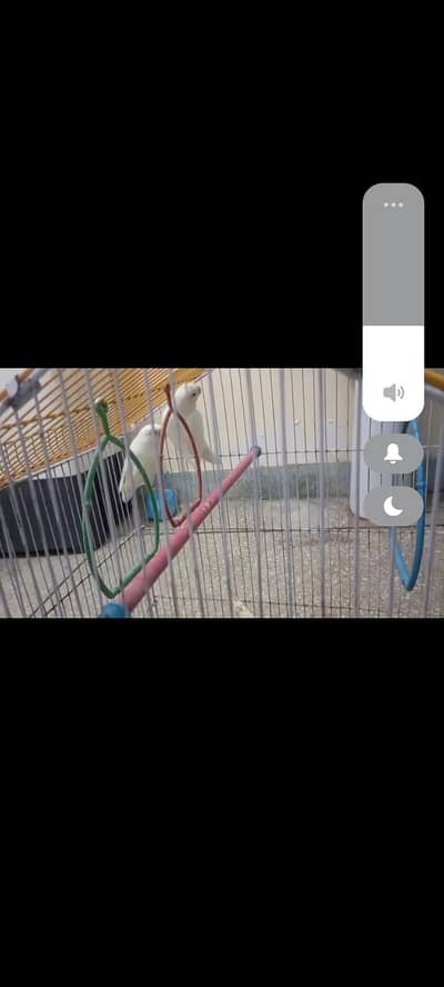 albino breading pair with chicks