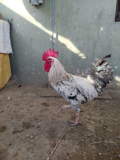 Desi Murgha for Sale