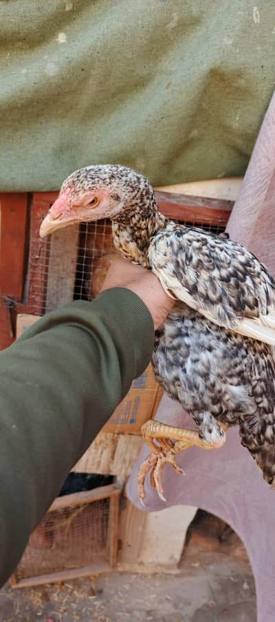 long hight aseel murga and 2 murgi