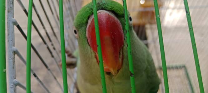 Beautifull Tame Raw Parrot