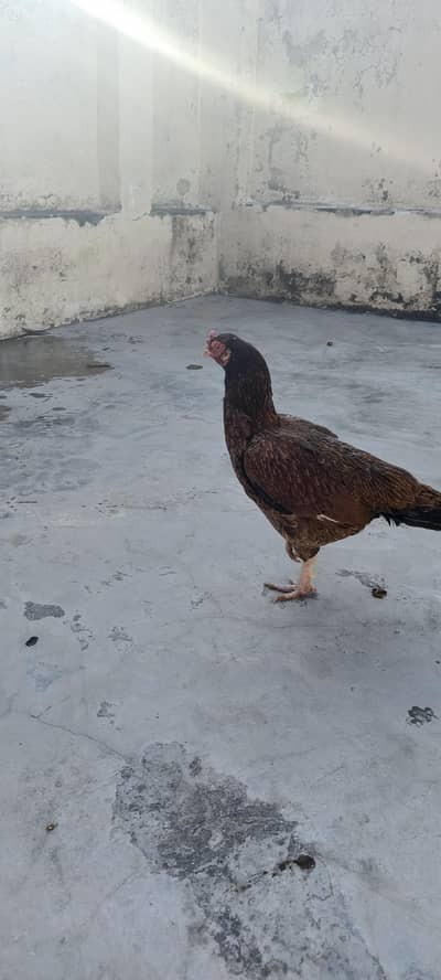 quality aseel hen for sale