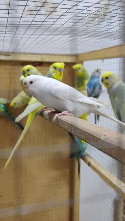 Budgies