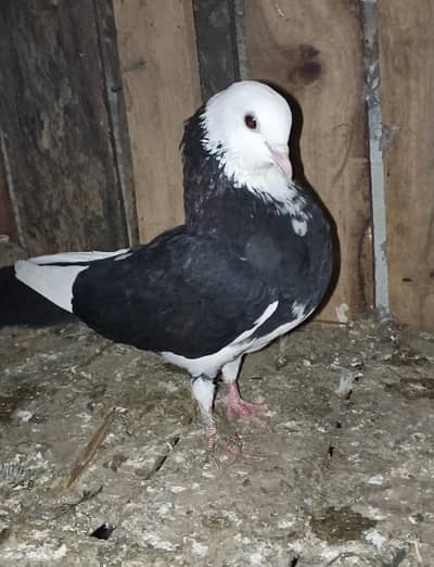 2 Fancy breeder Pair