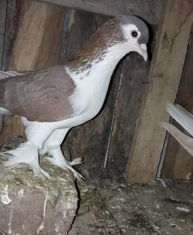 2 Fancy breeder Pair