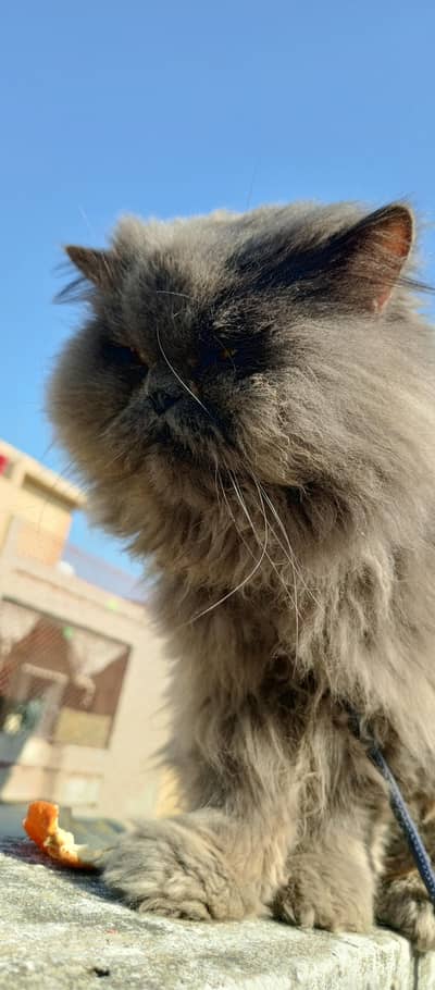 Persian punch face male cat