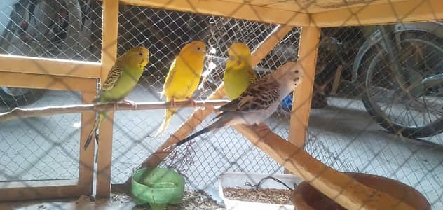 breeder Australian parrots one pair and two female