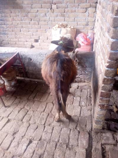 KATTA WAZAN 50 KG HEALTHY AND ACTIVE HOME BREED PHONE 313/7731911