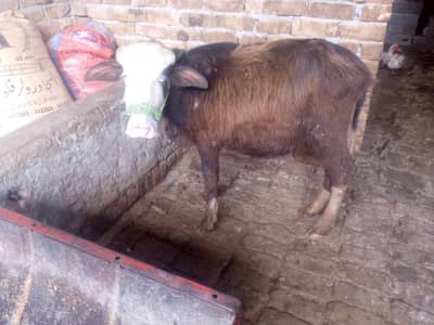 KATTA WAZAN 50 KG HEALTHY AND ACTIVE HOME BREED PHONE 313/7731911