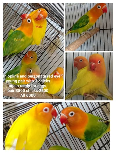 love birds with chicks