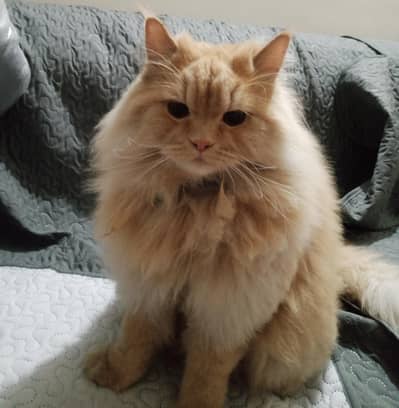 Neutered Persian Male Cat