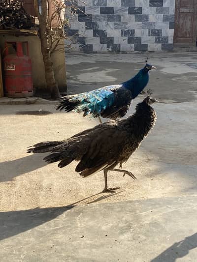 Pair forsale 03115733578 rabta kro