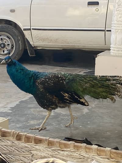 MALE forsale 03115733578 rabta kro vedio demand pr