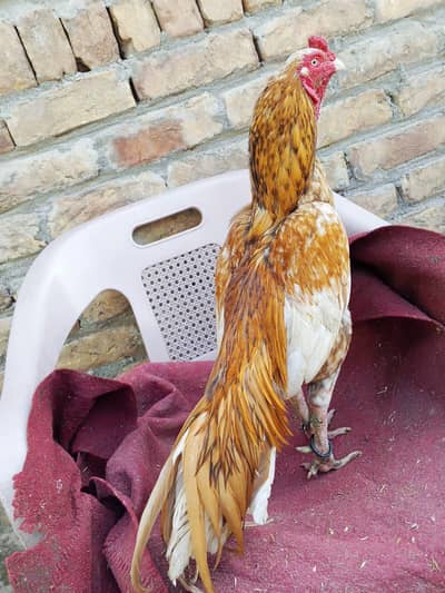 Santol Aseel zero size