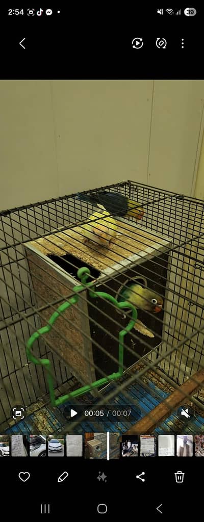 beautifull breeder pair available for sale nice colors