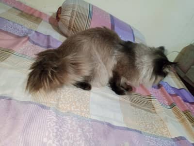 beautiful Siamese breeding male cat