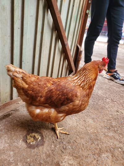 loman or golden misri for sell