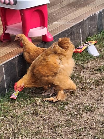 golden buff 4 months age healthy and active pair