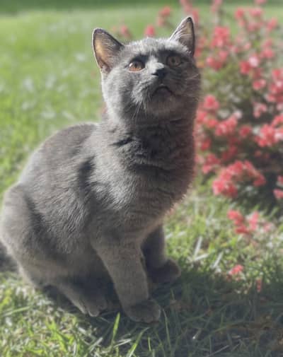British Short Hair Female Cat
