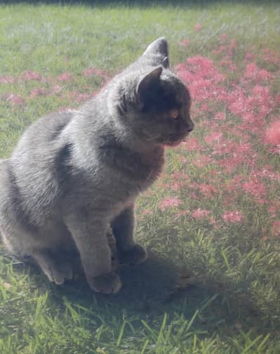 British Short Hair Female Cat