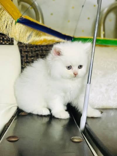 white Persian Cat |Persian Kitten |punch face |Triple Coat |cute cat