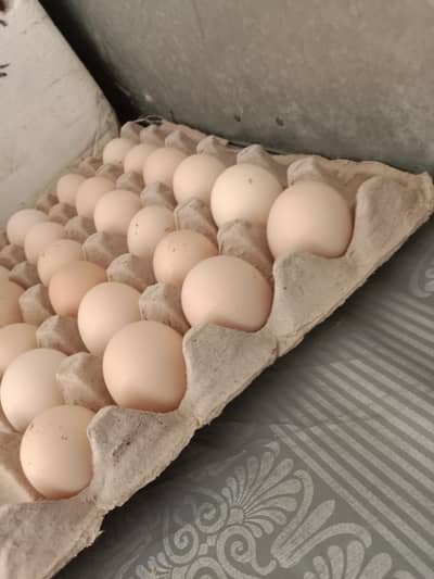 eggs for sale