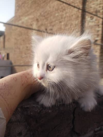 1 mail 1 femail kittens