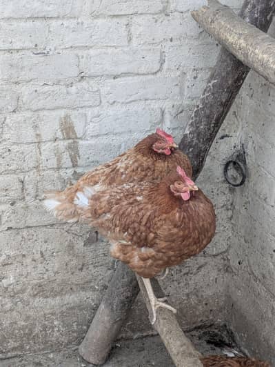 lauhman brown hen