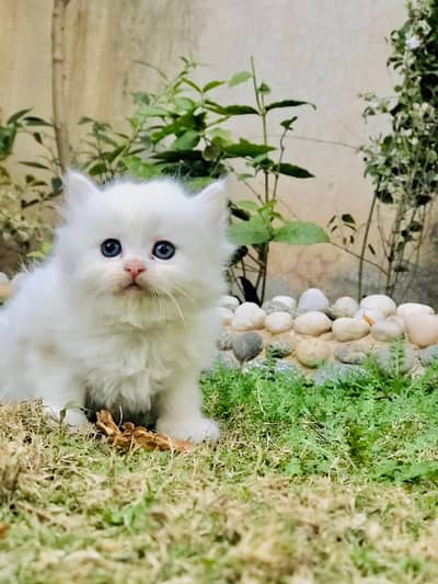 Persian Kittens | Fawn Ginger Triple Coated | Punch face | fluffy |cat