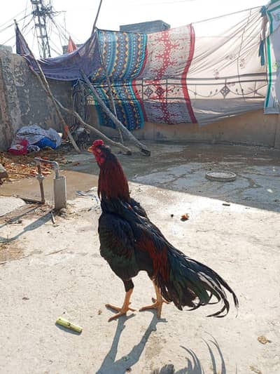 aseel lakha 03125641760Pathan for sale location wah canttr 3 cargo