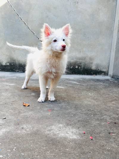 Russian zero size  pink nose  female  puppy .